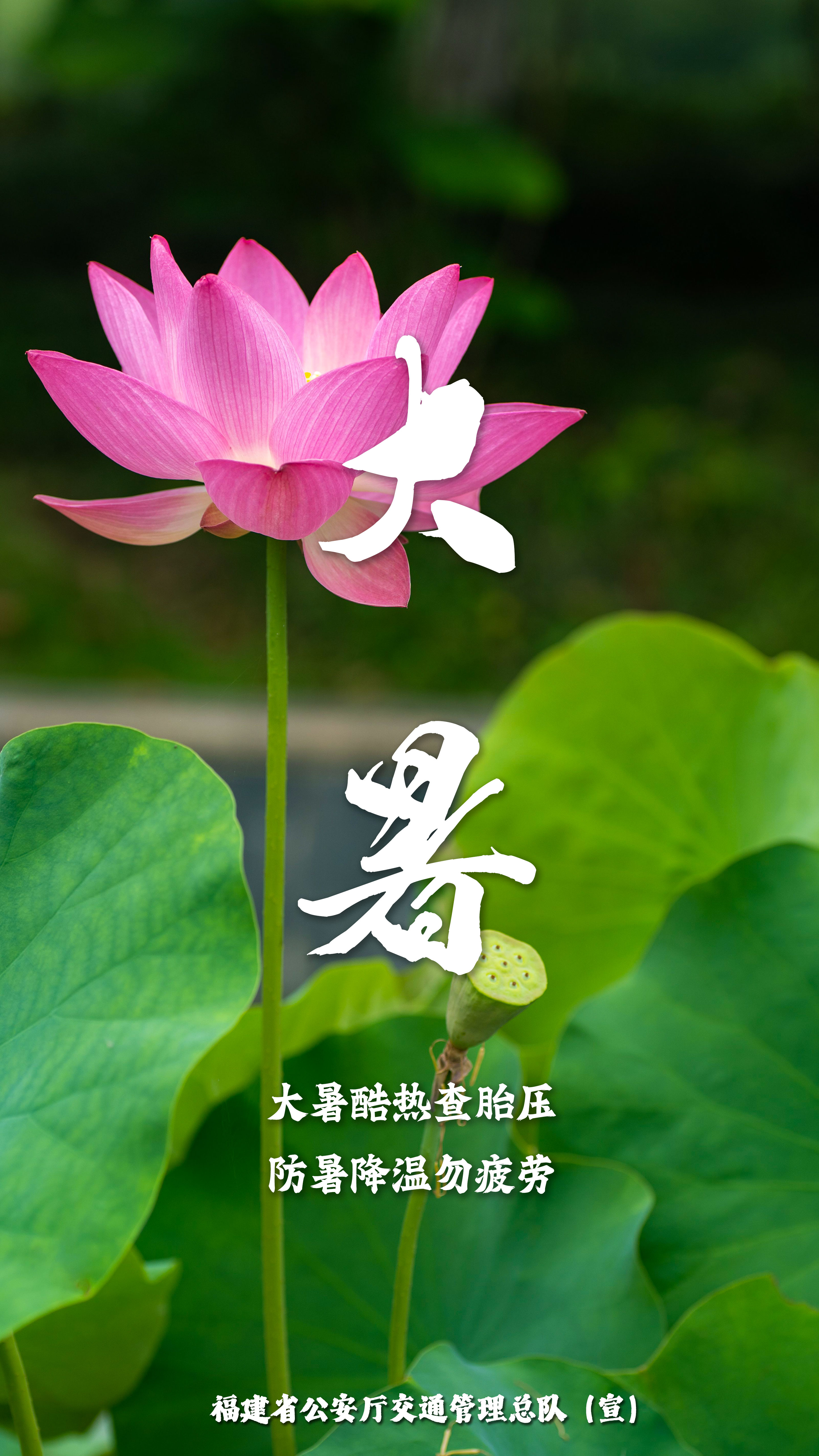 大暑节气海报